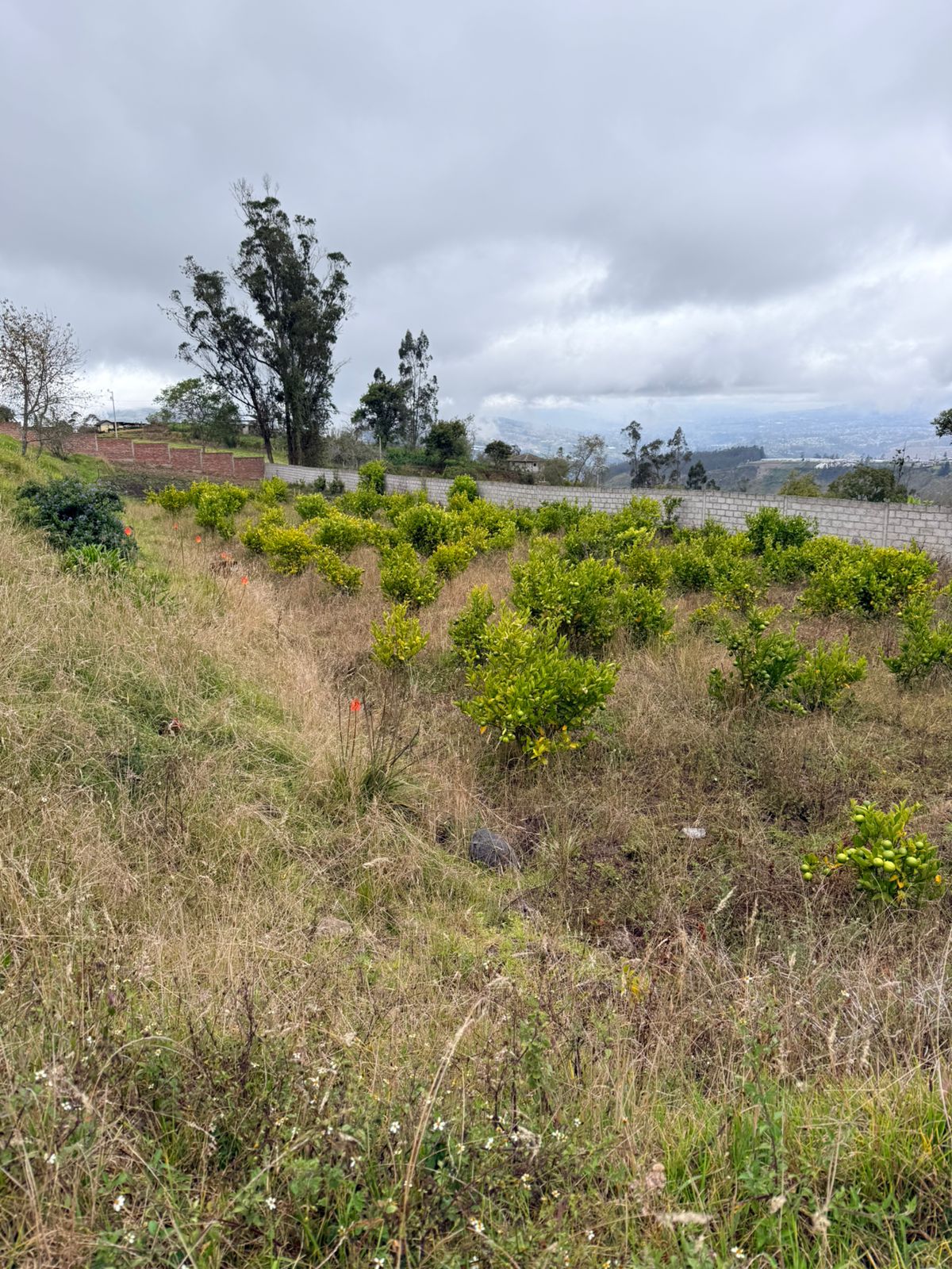 🌿 Terreno en Venta – San Miguelito 🌿