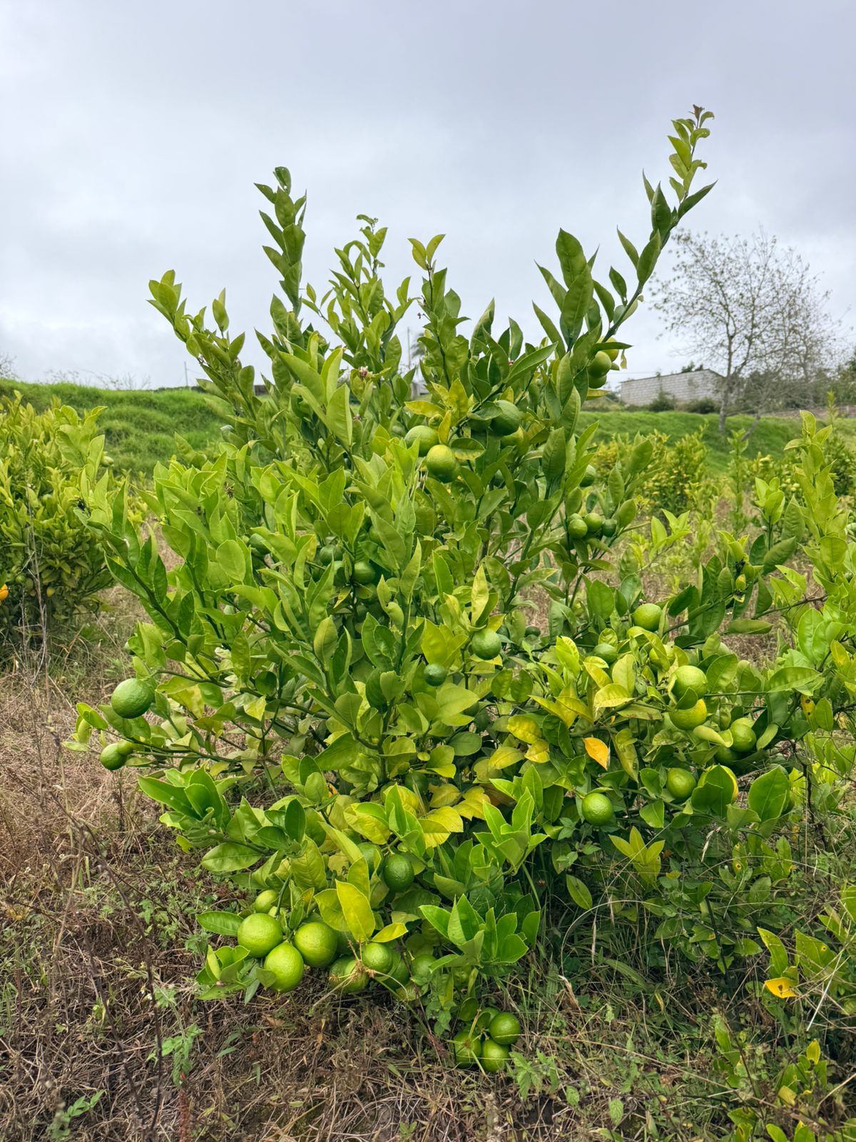 🌿 Terreno en Venta – San Miguelito 🌿
