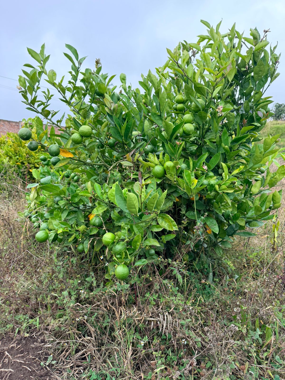 🌿 Terreno en Venta – San Miguelito 🌿