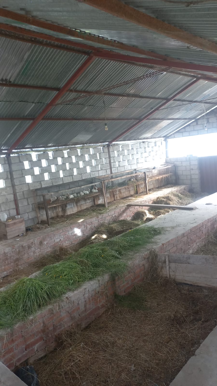 🚨 ¡Oportunidad única en Píllaro – Sector La Libertad! 🏡